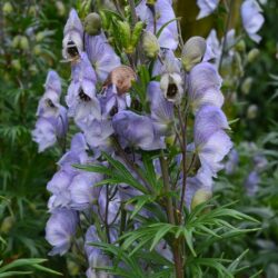 Aconitum Stainless Steel