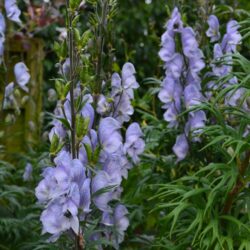 Aconitum Stainless Steel