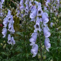 Aconitum Stainless Steel