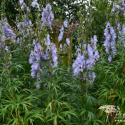 Aconitum Stainless Steel