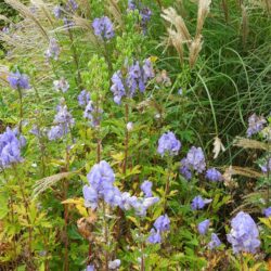 Aconitum carmichaelii Arendsii