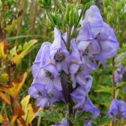 Aconitum carmichaelii Arendsii