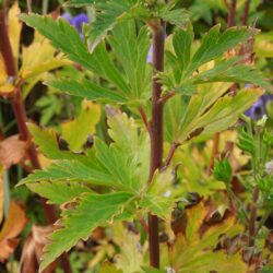 Aconitum carmichaelii Arendsii