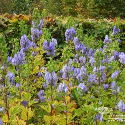 Aconitum carmichaelii Arendsii