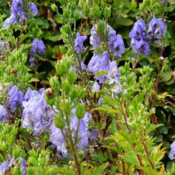 Aconitum carmichaelii Arendsii