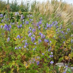 Aconitum carmichaelii Arendsii