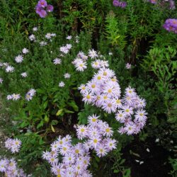 Aster Cotswold Gem