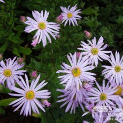 Aster Cotswold Gem