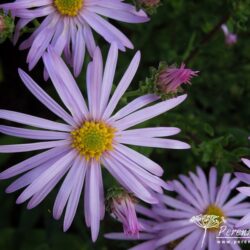 Aster Cotswold Gem