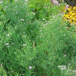 Aster Ochtendgloren