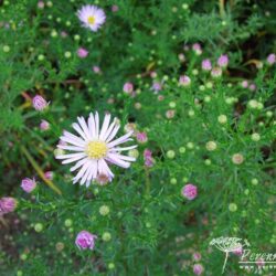 Aster Ochtendgloren