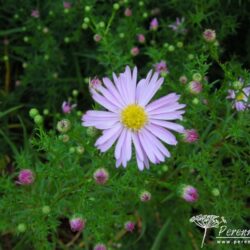 Aster Ochtendgloren