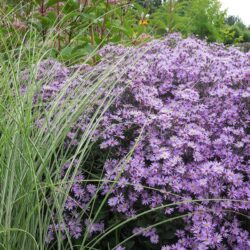 Aster Praire Purple