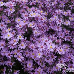 Aster Praire Purple