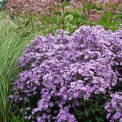 Aster Praire Purple