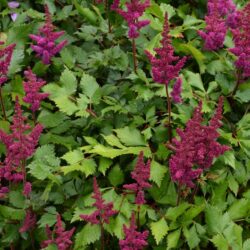 Astilbe chinensis var. taquetii Vision in Red