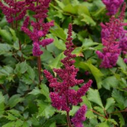 Astilbe chinensis var. taquetii Vision in Red