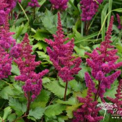 Astilbe chinensis var. taquetii Vision in Red