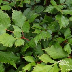 Astilbe chinensis var. taquetii Vision in Red