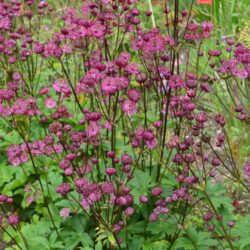 Astrantia Venice