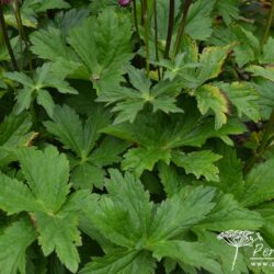 Astrantia Venice