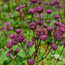 Astrantia Venice