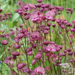 Astrantia Venice