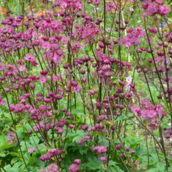 Astrantia Venice