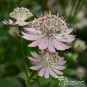 Astrantia major Rosea