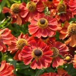 Helenium Kupferzwerg