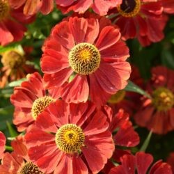 Helenium Kupferzwerg