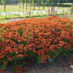 Helenium Kupferzwerg