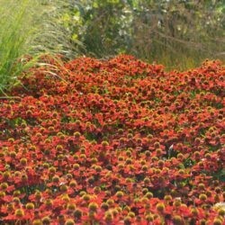 Helenium Kupferzwerg