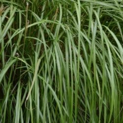 Miscanthus sinensis Roland