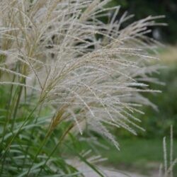 Miscanthus sinensis Roland