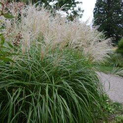 Miscanthus sinensis Roland