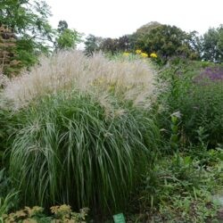 Miscanthus sinensis Roland