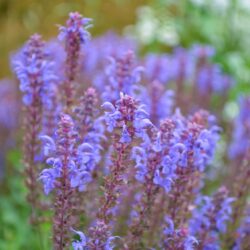 Salvia nemorosa Blauhugel