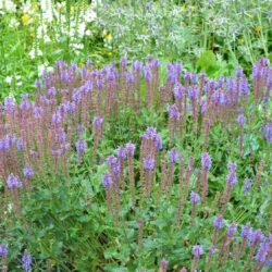 Salvia nemorosa Blauhugel