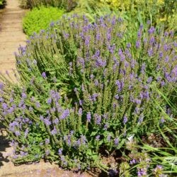 Salvia nemorosa Blauhügel