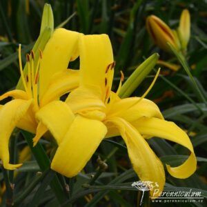 Hemerocallis Boney Maroney