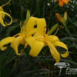 Hemerocallis Boney Maroney