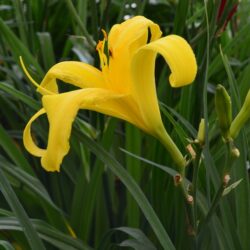 Hemerocallis Boney Maroney