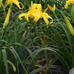 Hemerocallis Boney Maroney