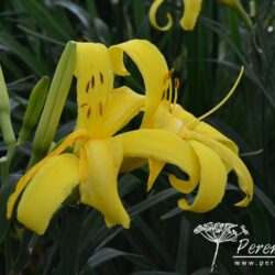 Hemerocallis Boney Maroney