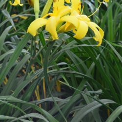 Hemerocallis Boney Maroney