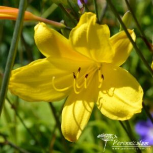 Hemerocallis Corky