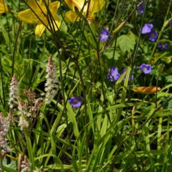 Hemerocallis Corky