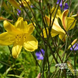 Hemerocallis Corky