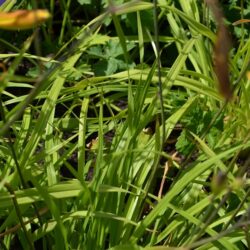 Hemerocallis Corky